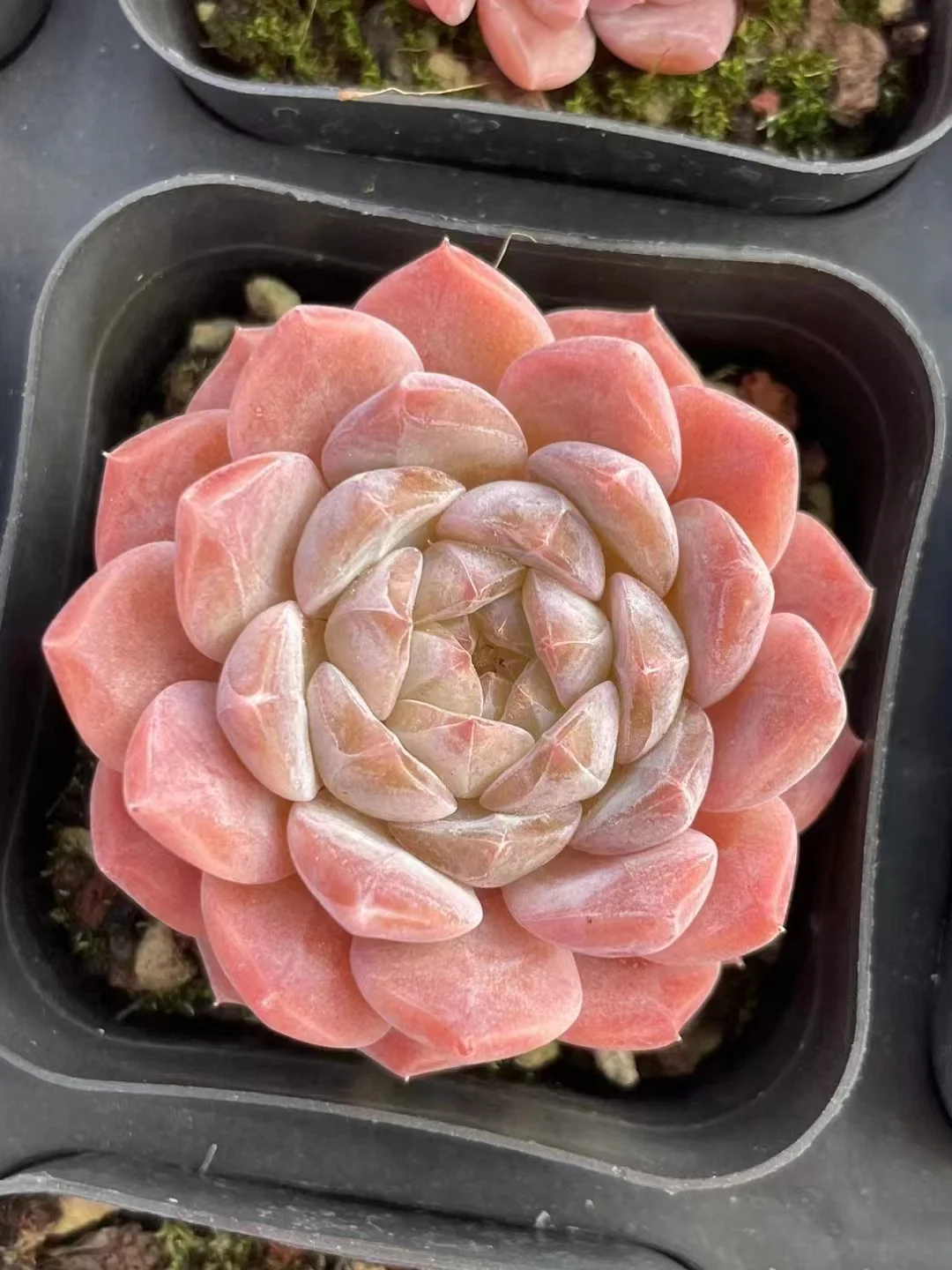 plant Aeonium Echeveria Haworthia  Caudex  Lithops Cactus  Agave 