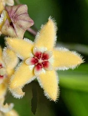 Hoya buotii sunrise Hoya buotii sunrise