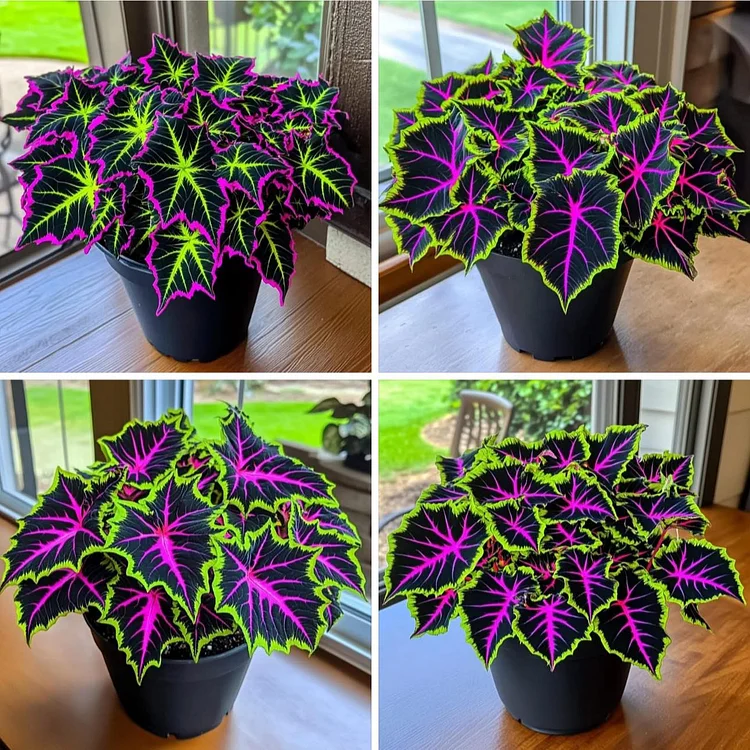 🌿Coleus 'Black Lightning'