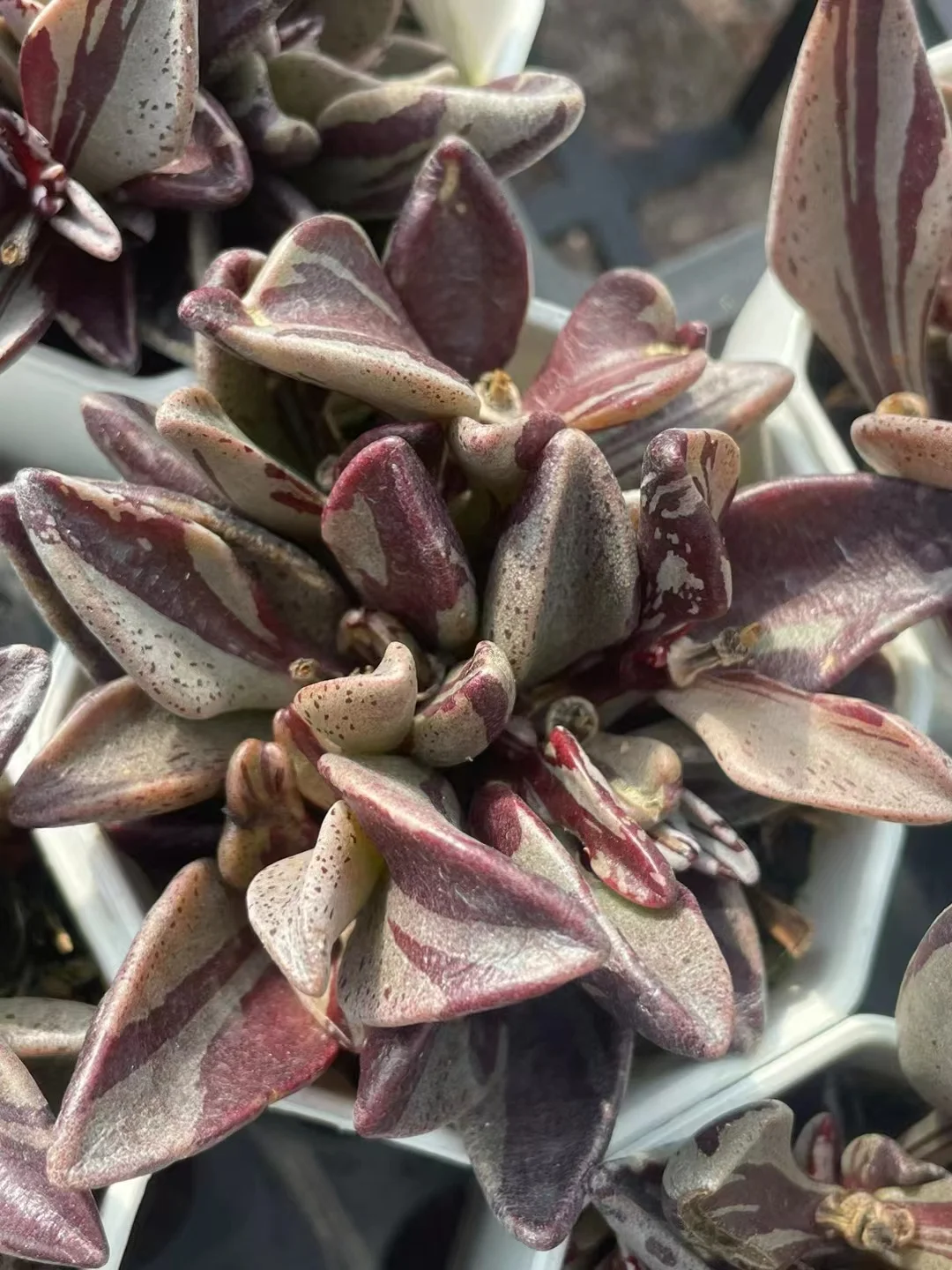 plant Aeonium Echeveria Haworthia  Caudex  Lithops Cactus  Agave 