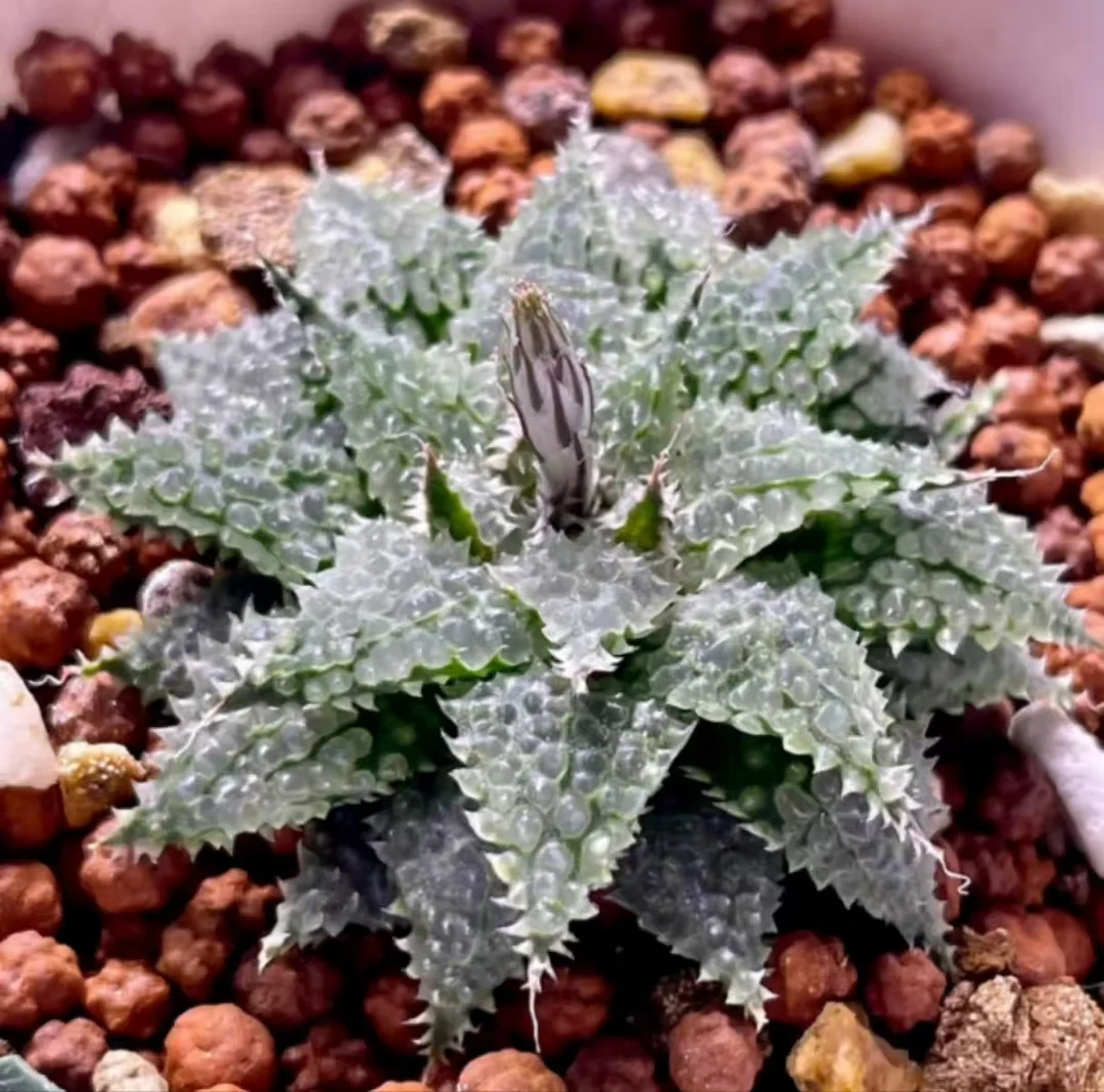 1073.Haworthia maraisii Bubble 5cm /Haworthia/ Succulent plants / Garden landscape / Carefully select healthy plants