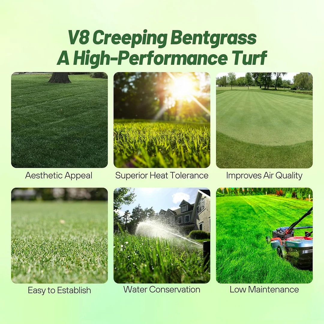 V8 Creeping Bent Grass