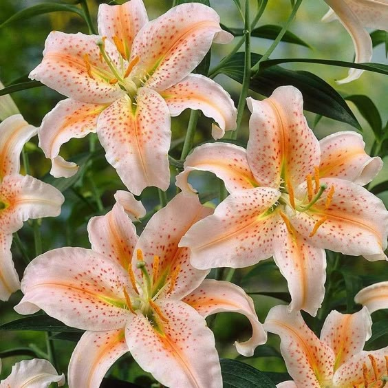 🌸 Rare Color Lily Bulbs– Blooms of Elegance and Grace 🌸
