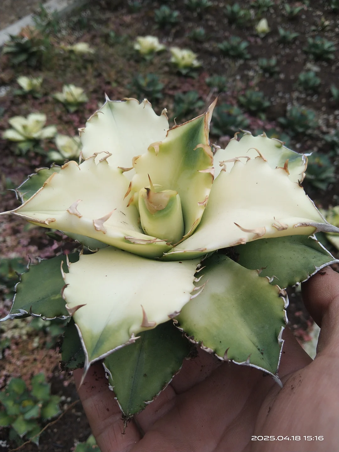 plant Aeonium Echeveria Haworthia  Caudex  Lithops Cactus  Agave 