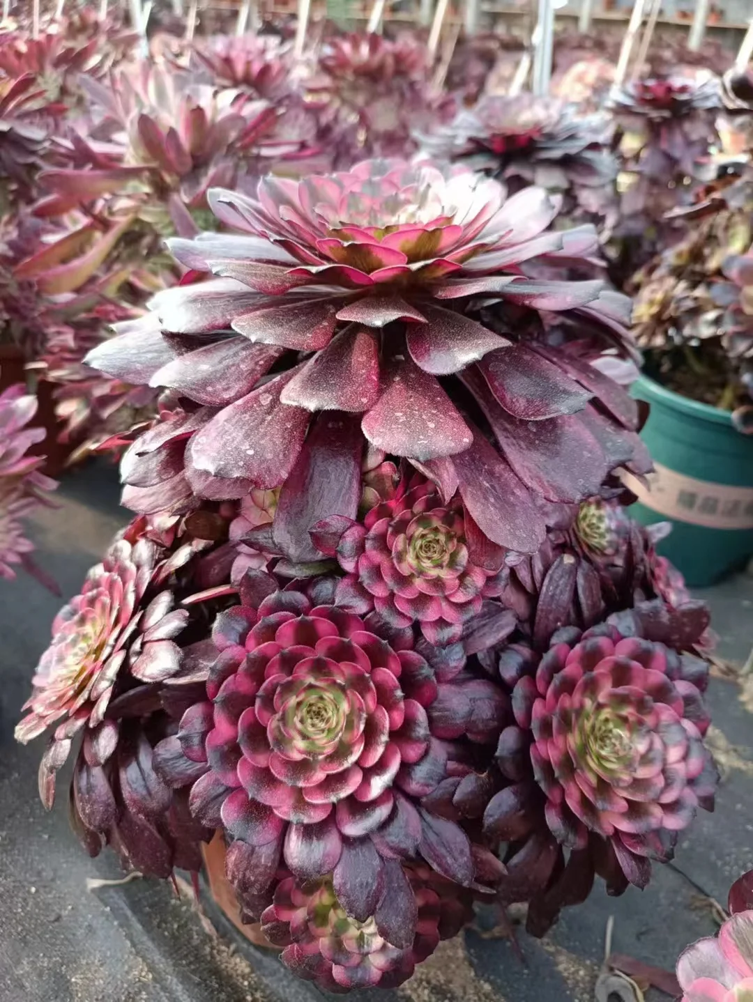  136. Miki cluster  18-22cm 8 heads / Aeonium cluster / Succulent plants / Garden landscape / Carefully select healthy plants