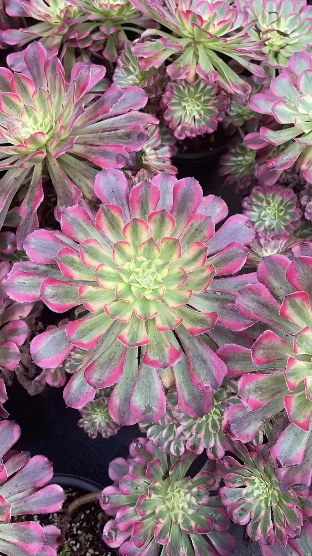 plant Aeonium Echeveria Haworthia  Caudex  Lithops Cactus  Agave 