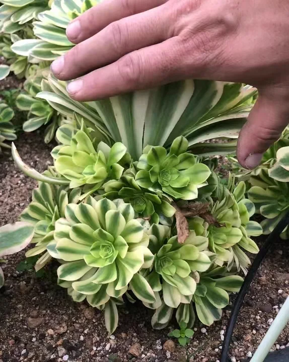 plant Aeonium Echeveria Haworthia  Caudex  Lithops Cactus  Agave 