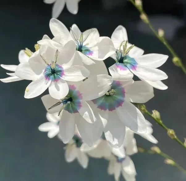 Rare White-Patterned Valley Iris