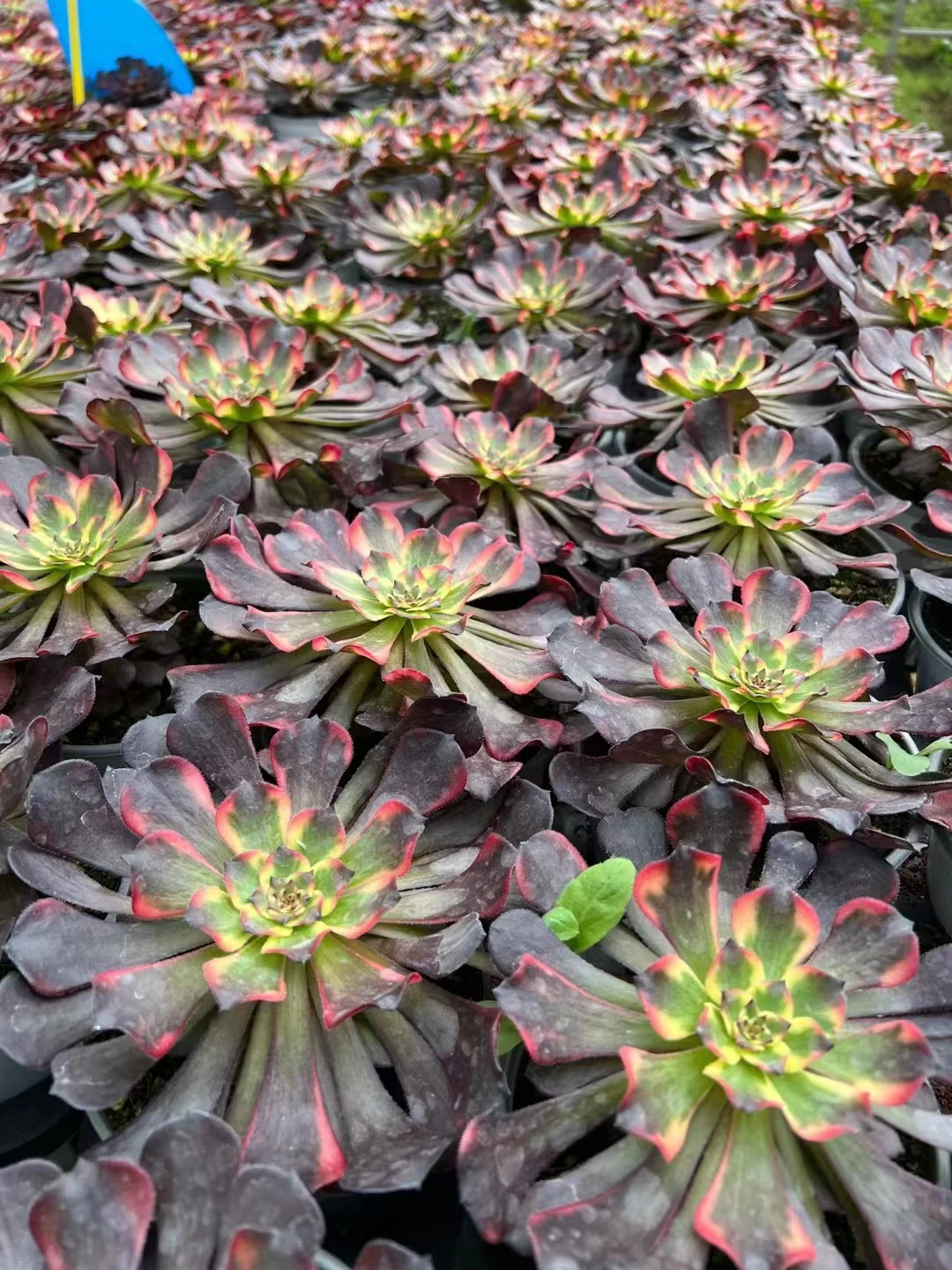 plant Aeonium Echeveria Haworthia  Caudex  Lithops Cactus  Agave 