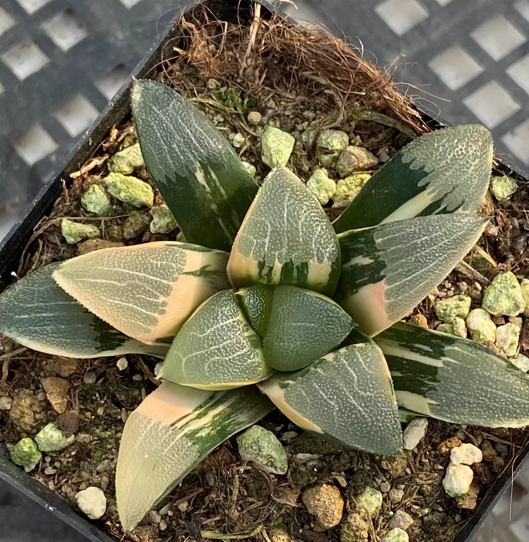 1013. Hatan jade Variegated 7cm/ Haworthia/ Succulent plants / Garden landscape / Carefully select healthy plants