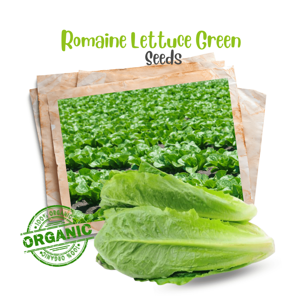 Lettuce Romaine Seeds &ndash; Tall, Crunchy Leaves