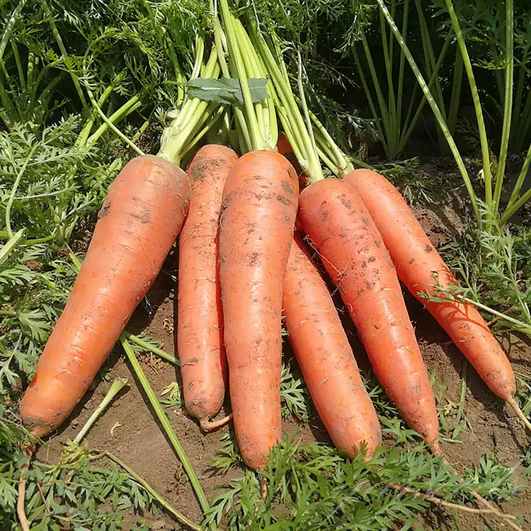 🔥[High Yield Sweet Crunch]🥕Carrot Seeds
