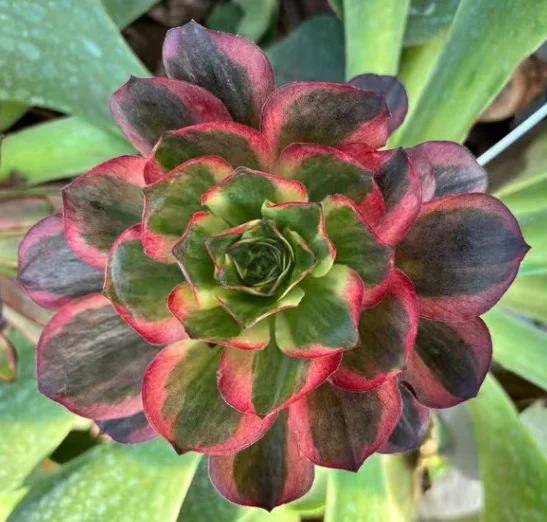 plant Aeonium Echeveria Haworthia  Caudex  Lithops Cactus  Agave 