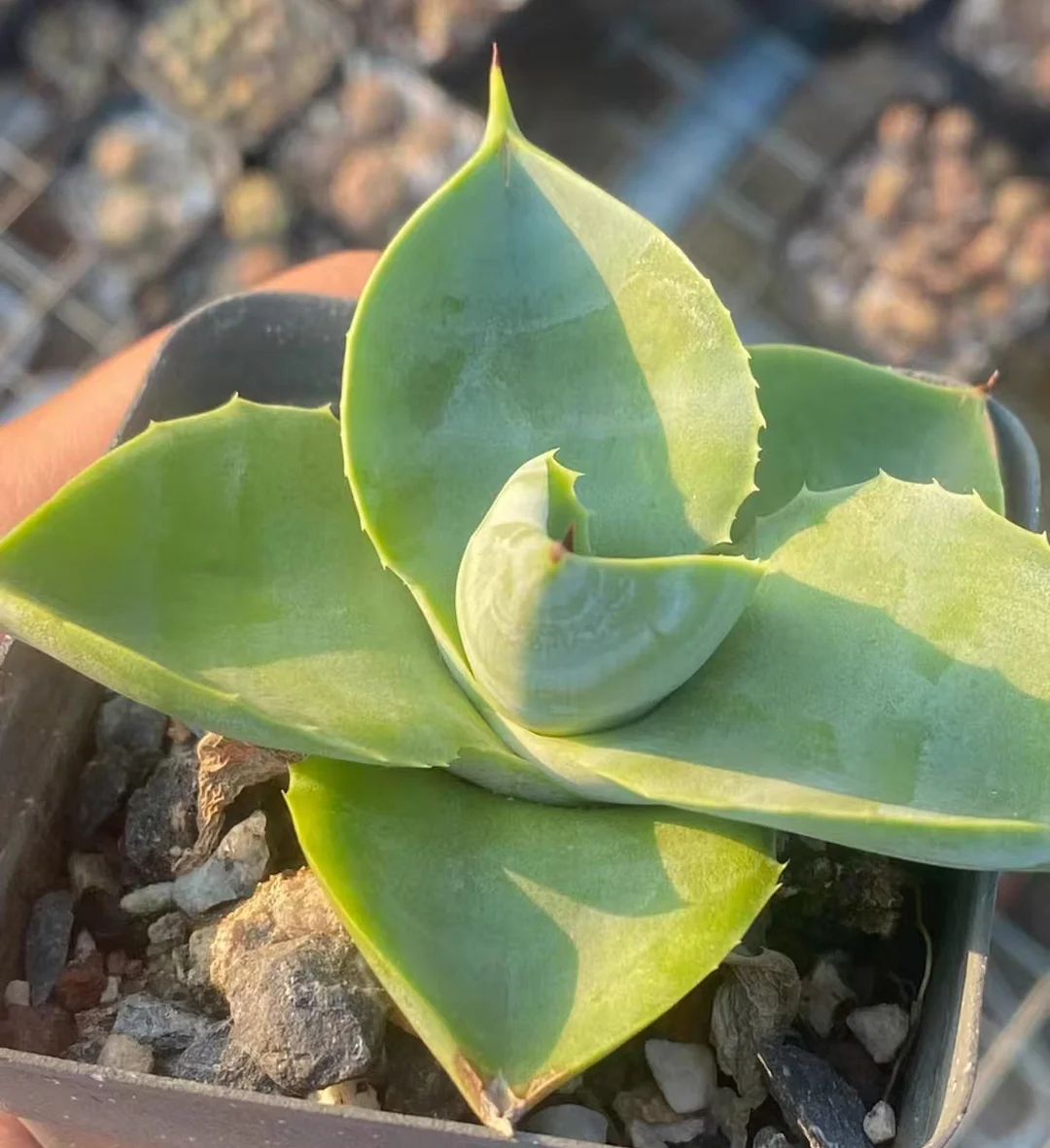 plant Aeonium Echeveria Haworthia  Caudex  Lithops Cactus  Agave 