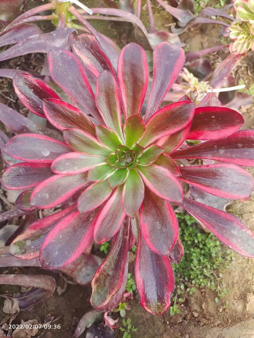 plant Aeonium Echeveria Haworthia  Caudex  Lithops Cactus  Agave 