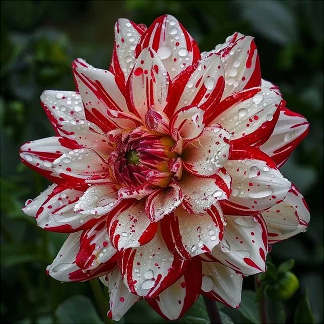 Frost Clip-Double dahlia bulbs