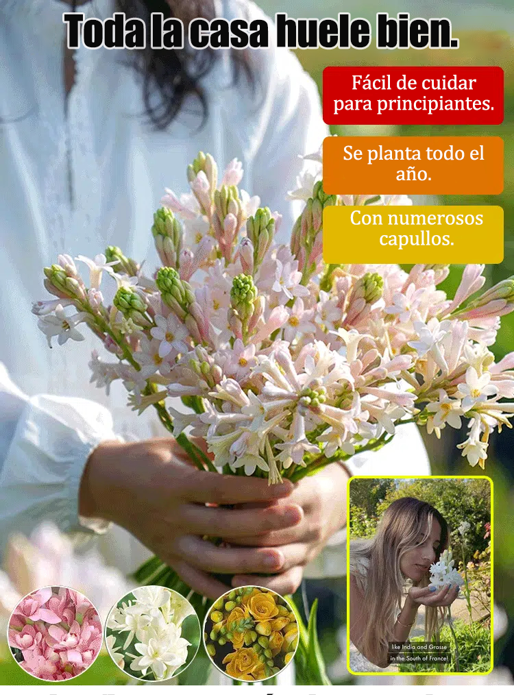 Flores de nardo que huelen a miles de kilómetros