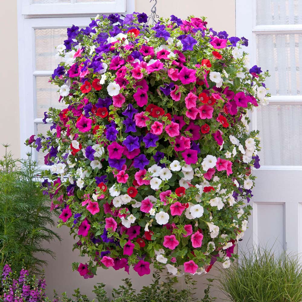 Morning Glory - Hanging Petunia Seeds Mixed Color Jonyparkseed®