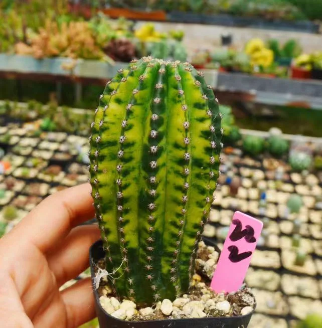 608.  Black kingkong brocade.  /Cactus plants / Succulent plants / Garden landscape / Carefully select healthy plants