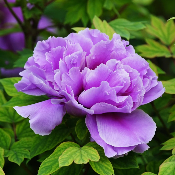Green Peony Seeds – Symbol of luck and wealth