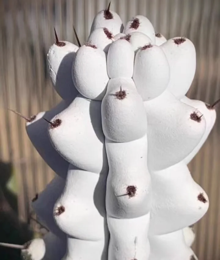 plant Aeonium Echeveria Haworthia  Caudex  Lithops Cactus  Agave 