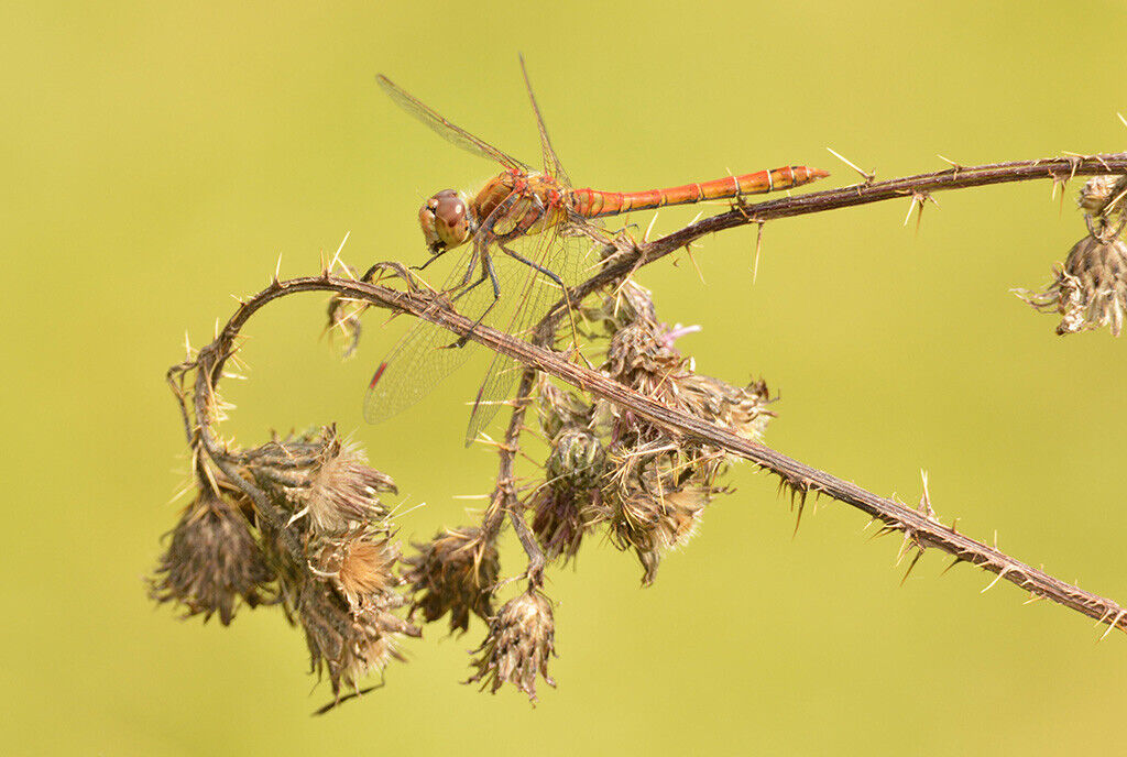 Common Darter Dragonfly Wildlife 12x8 inch print picture