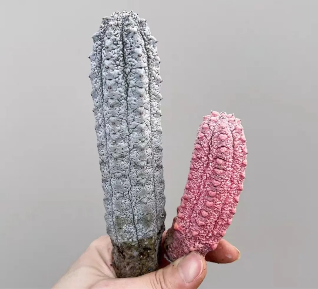 1127.Euphorbia abdelkuri Balfour fil has roots 8-10cm/ Cactus plants / Succulent plants / Garden landscape / Carefully select healthy plants