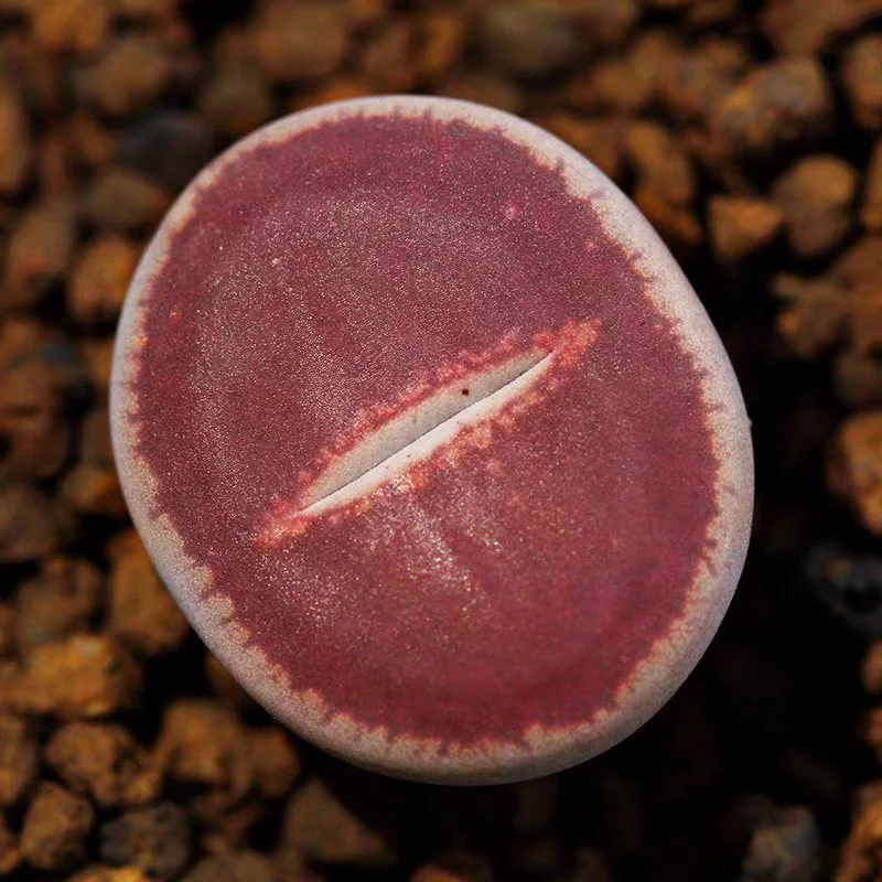 plant Aeonium Echeveria Haworthia  Caudex  Lithops Cactus  Agave 