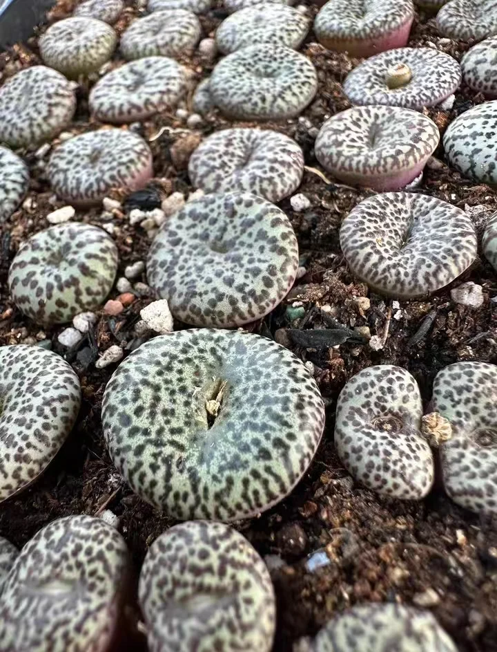 plant Aeonium Echeveria Haworthia  Caudex  Lithops Cactus  Agave 