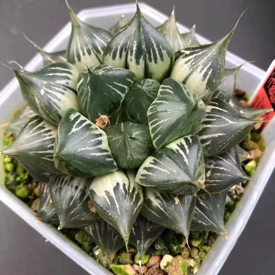 fd4.Haworthia retusa Sansenjyu variegated  6-7cm/ Haworthia / Succulent plants / Garden landscape / Carefully select healthy plants