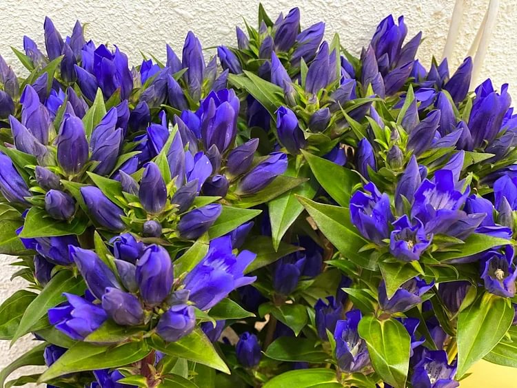Blue Gentiana Gentiana Acaulis Seeds