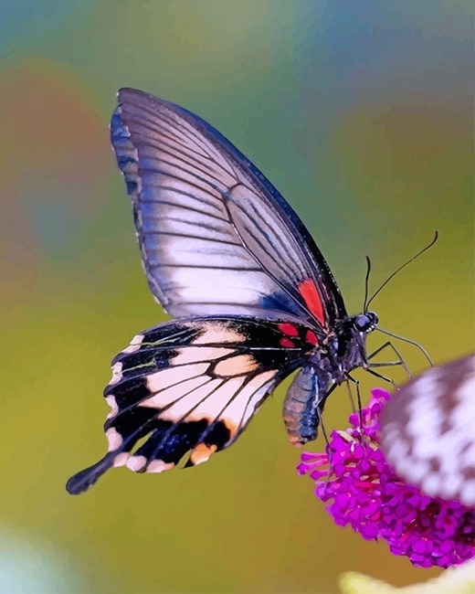 

Lovely Purple Butterfly – Paint By Numbers - 40*50CM, 501 Original