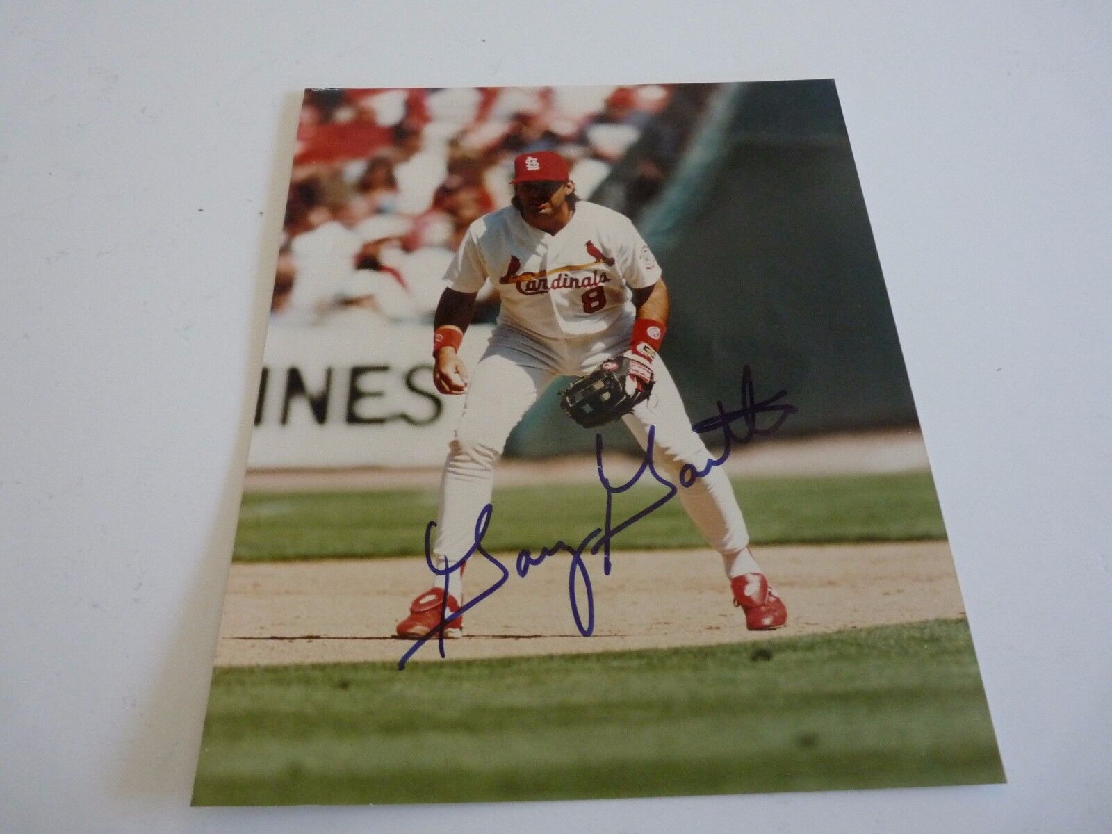 Gary Gaetti St Louis Cardinals Signed Autographed 8x10 Photo Poster painting PSA Guaranteed