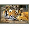 Sleeping Tiger | Full Round Diamond Painting Kits