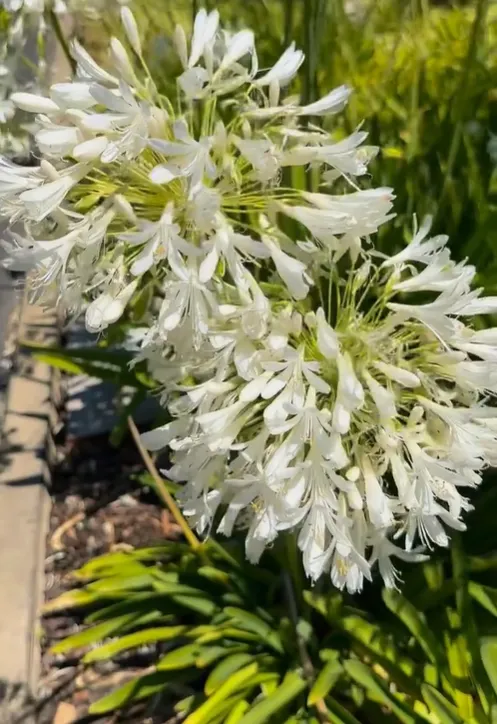 🔥🔥Agapanthus africanus 'Albus'