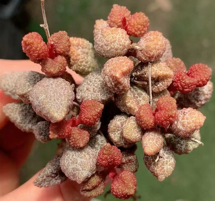 plant Aeonium Echeveria Haworthia  Caudex  Lithops Cactus  Agave 