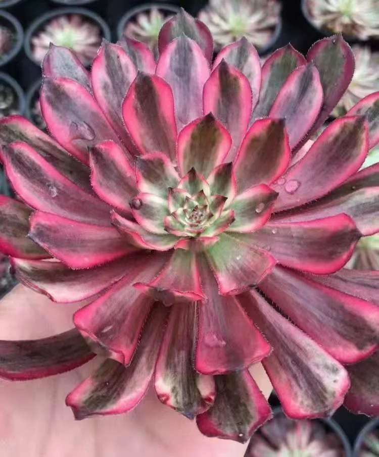    131. Zixia Fairy . single head and cutting / Aeonium / Succulent plants / Garden landscape / Carefully select healthy plants