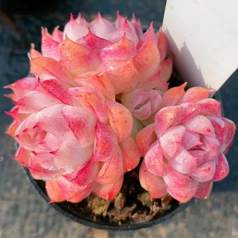 738.   Tao xun Queen single head and cluster/ Echeveria / Succulent plants / Garden landscape / Carefully select healthy plants