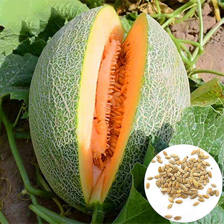 High Yield Hami Melon Seeds