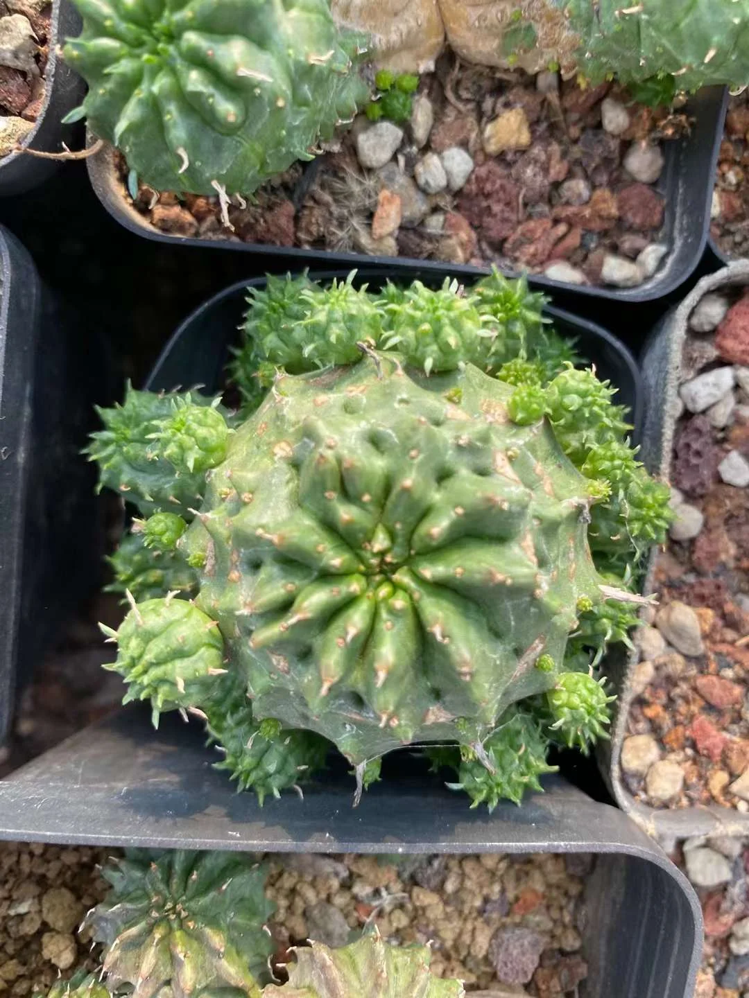 676.  Euphorbia meloformls  /Cactus plants  / Succulent plants/Garden landscape / Carefully select healthy plants
