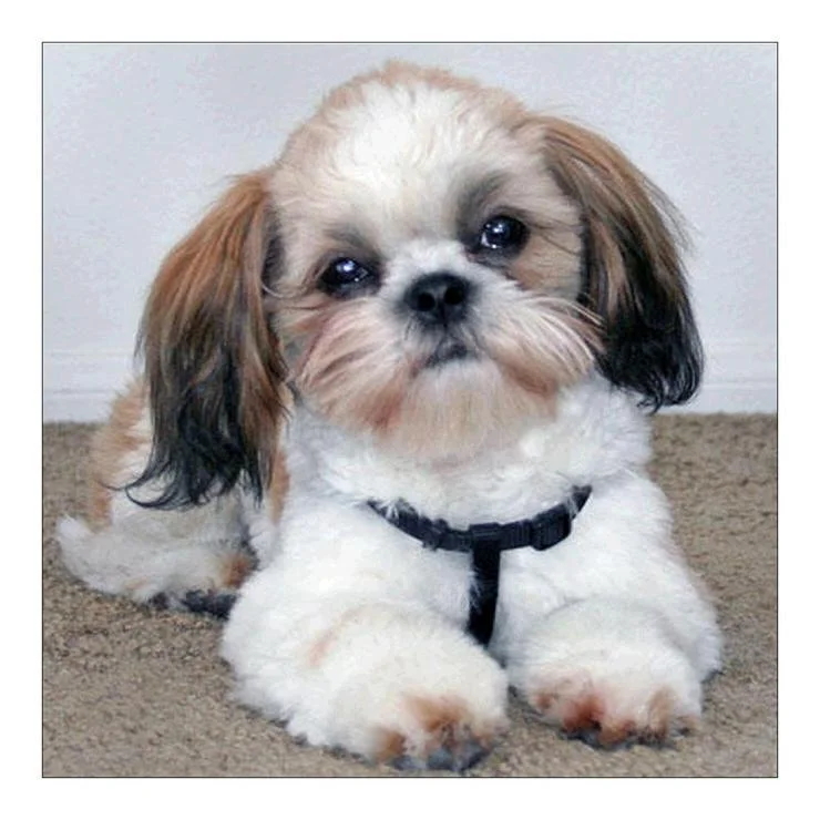 Full Round Diamond Painting Dog Dril (25*25cm)