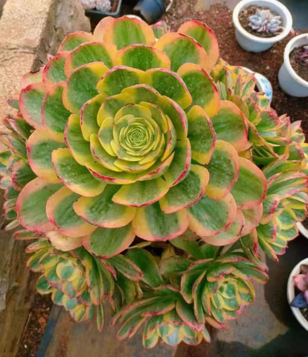 315.Aeonium canariense white brocade cluster 15-18cm 8 heads/ Aeonium cluster/Succulent plants / Garden landscape / Carefully select healthy plants