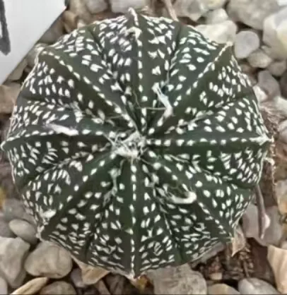 1121.Astrophytummyriostigmacv.“Onzukaranpogyok has roots 2-3cm/ Cactus plants / Succulent plants / Garden landscape / Carefully select healthy plants