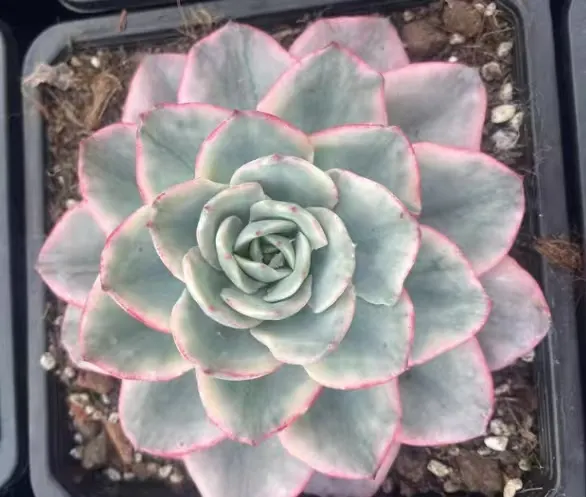 plant Aeonium Echeveria Haworthia  Caudex  Lithops Cactus  Agave 