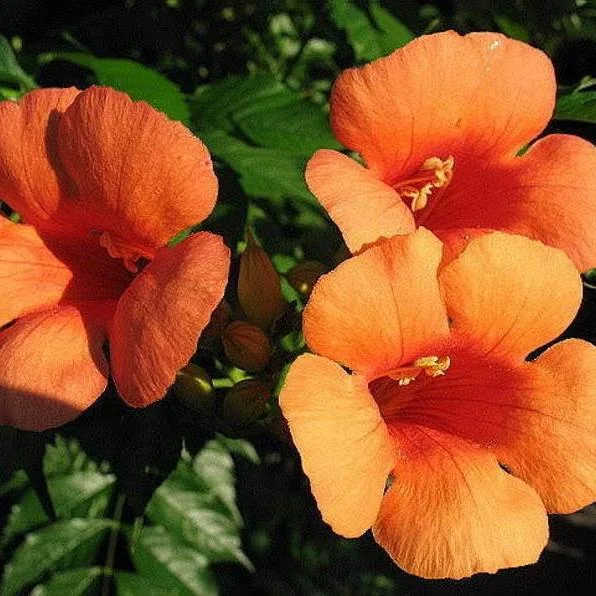 Orange HUMMINGBIRD TRUMPET CREEPER Campsis Radicans Vine Flower Seeds