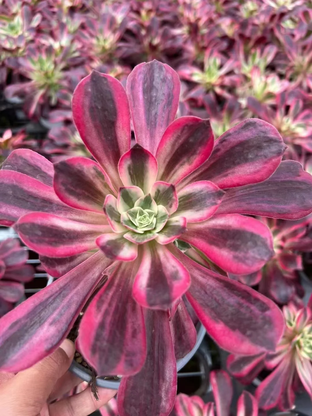 plant Aeonium Echeveria Haworthia  Caudex  Lithops Cactus  Agave 