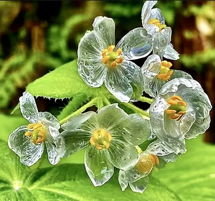 Crystal Flower Seeds