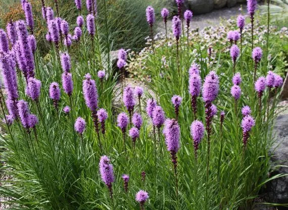Prairie Blazing Star Seeds🦋
