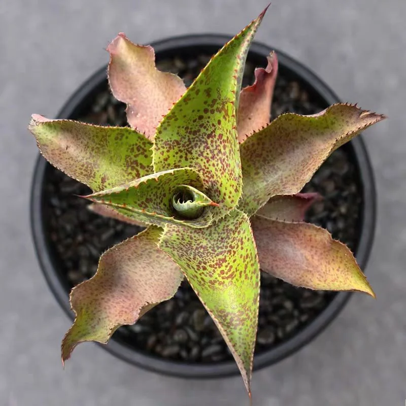 zwyw28.Agave Mangave Crazy Cowlick 8cm/Agave plants / Succulent plants / Garden landscape / Carefully select healthy plants