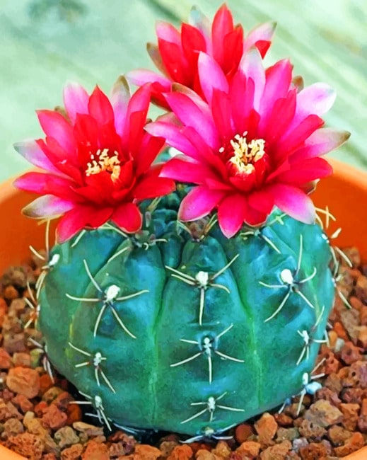 

Succulent Cactus – Paint By Numbers - 40*50CM, 501 Original